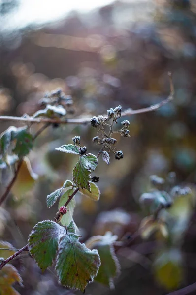 Leaves covered with first ice — Stock Photo, Image