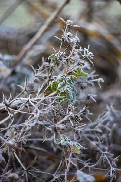 Fiore di cardo ricoperto di gelo — Foto Stock