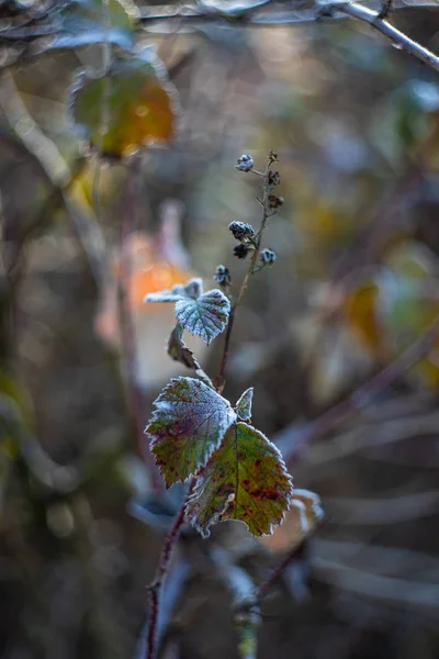 Leaves covered with first ice — Stock Photo, Image