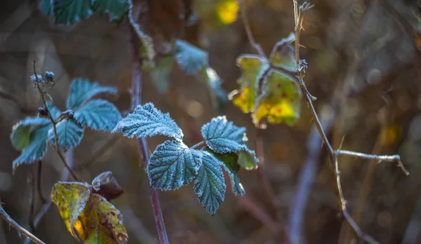 被初冰覆盖的叶子 — 图库照片