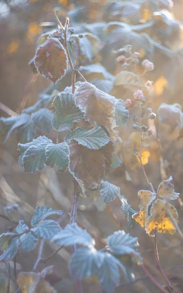 Folhas cobertas com primeiro gelo — Fotografia de Stock