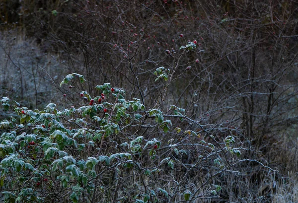 Gebirgslandschaft des ländlichen Kaukasus — Stockfoto