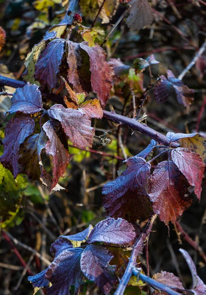 Листья, покрытые первым льдом — стоковое фото
