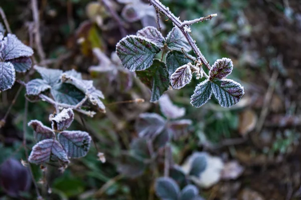 Első jégtakaróval borított levelek — Stock Fotó