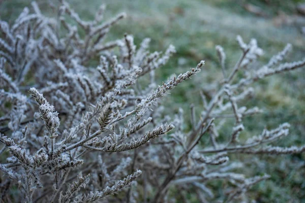 Leaves covered with first ice — Stock Photo, Image