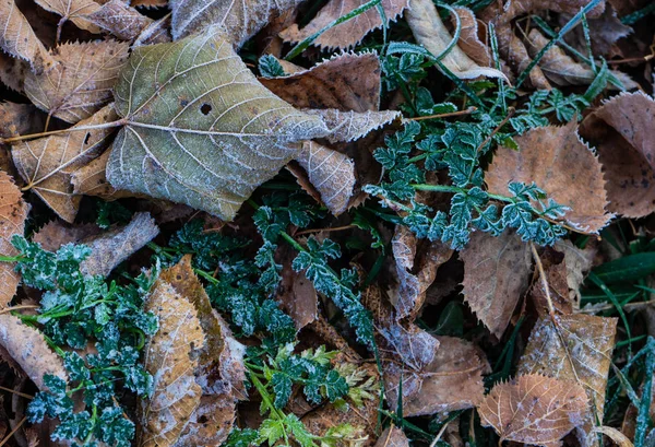 Blätter mit erstem Eis bedeckt — Stockfoto
