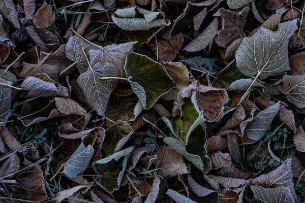 Leaves covered with first ice — Stock Photo, Image