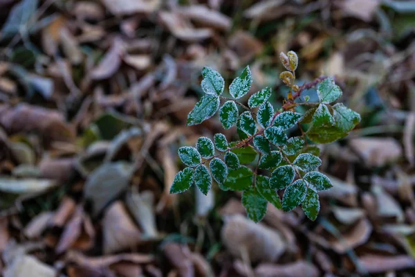 Blätter mit erstem Eis bedeckt — Stockfoto