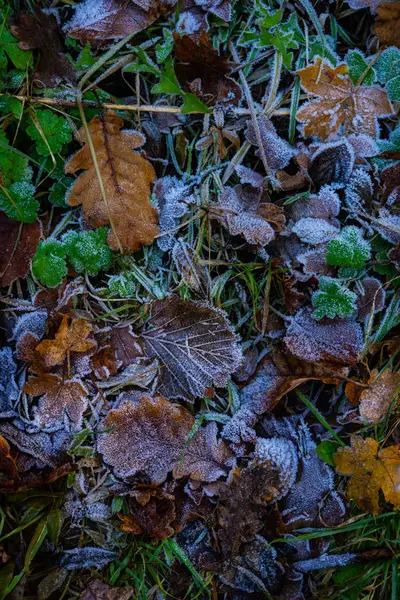 Leaves covered with first ice — Stock Photo, Image