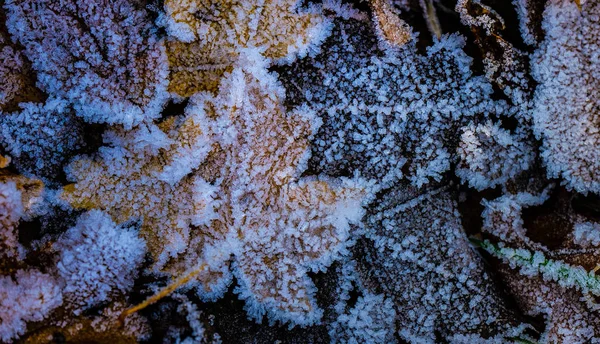 얼음으로 덮여 있는 나뭇잎 — 스톡 사진