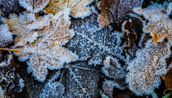 Leaves covered with first ice — Stock Photo, Image