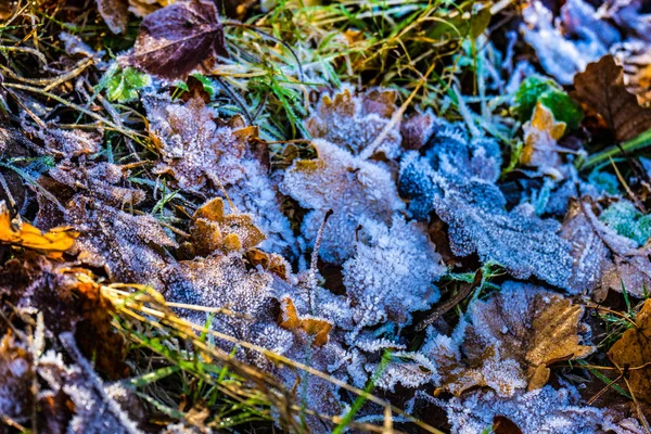 Leaves covered with first ice — Stock Photo, Image