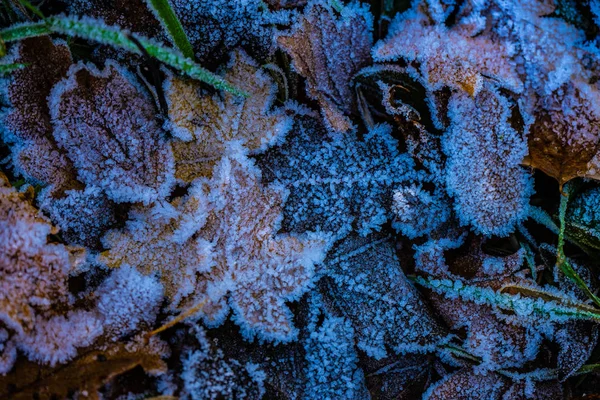 Bladeren bedekt met eerste ijs — Stockfoto