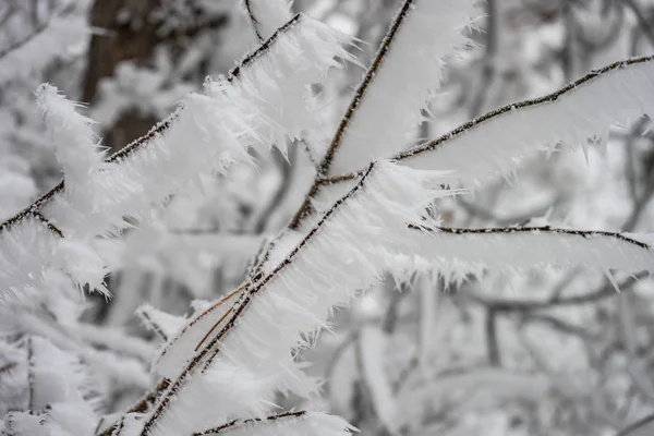 Paisaje nevado de invierno —  Fotos de Stock