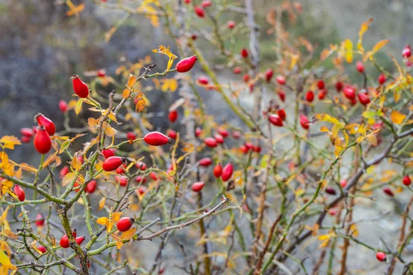 Autumnal garden with rose hips — Stock Photo, Image