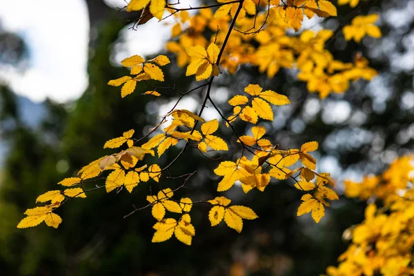 Folhas amarelas outonais em árvores — Fotografia de Stock