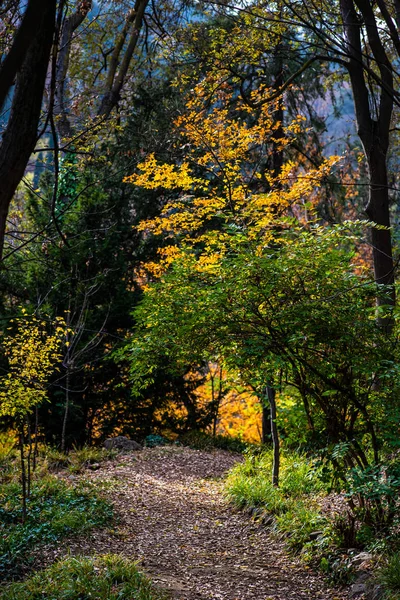 Herbstpfad im Park — Stockfoto