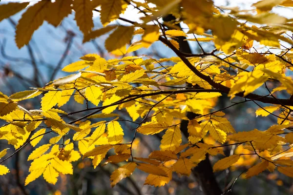 Jesienne liście żółte na drzewach — Zdjęcie stockowe