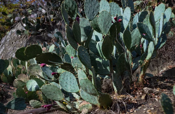 Coppia pungente su Opuntia cactus — Foto Stock