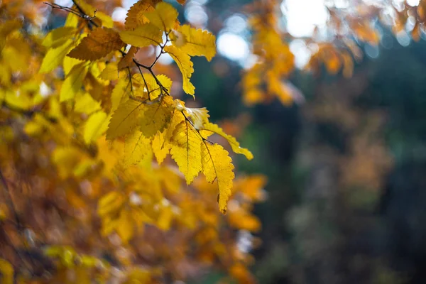 Autumnal yellow leaves on trees — Stock Photo, Image