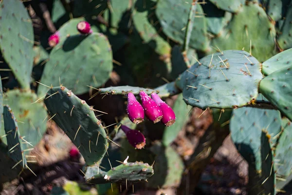 Coppia pungente su Opuntia cactus — Foto Stock