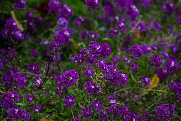 Flores en un jardín de primavera — Foto de Stock