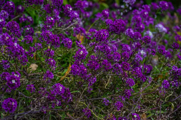 Flores em um jardim de primavera — Fotografia de Stock