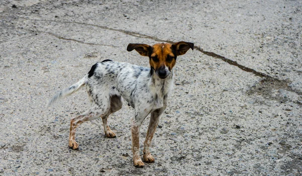 Divertido perro sin hogar — Foto de Stock