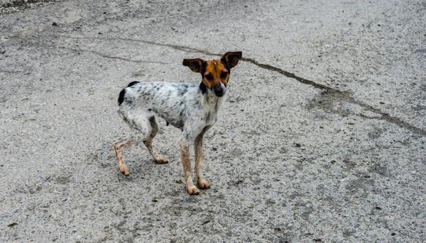 Lustiger obdachloser Hund — Stockfoto