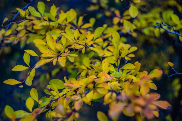 Yellow leaves as autumnal card — Stock Photo, Image