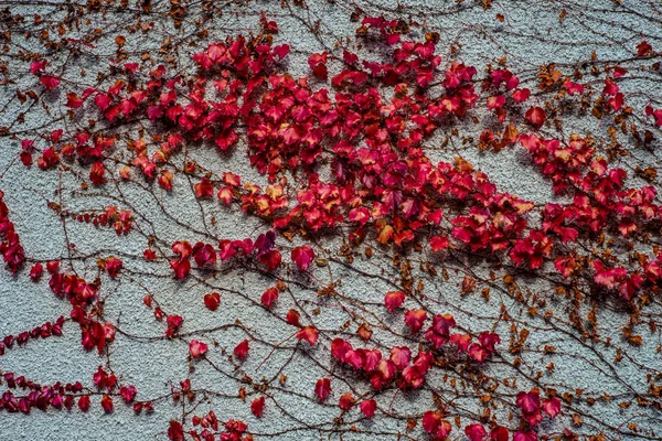 Červené podzimní listy — Stock fotografie