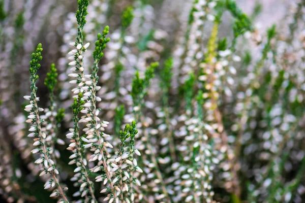 Bahçedeki Calluna çiçekleri — Stok fotoğraf