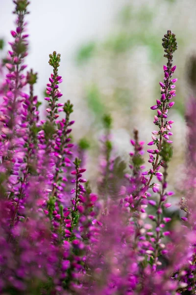 Calluna flores en un jardín — Foto de Stock
