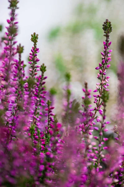 Calluna kwiaty w ogrodzie — Zdjęcie stockowe