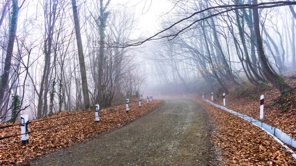 Fog in the forest — Stock Photo, Image