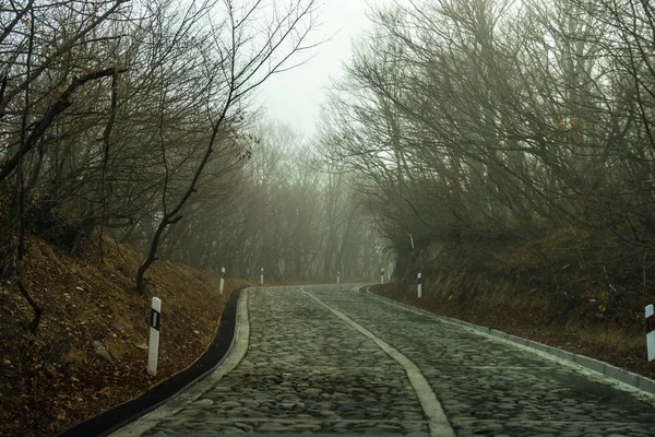 Brouillard dans la forêt — Photo