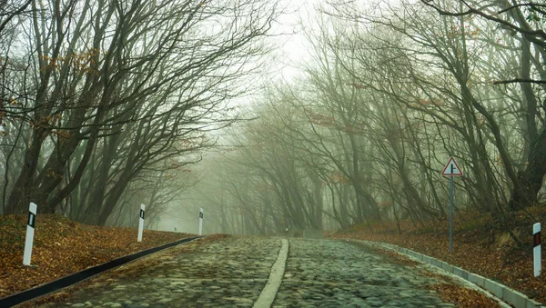 Brouillard dans la forêt — Photo