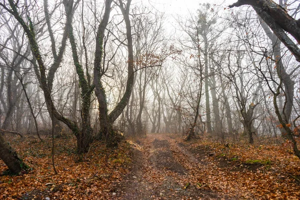 Mist in het bos — Stockfoto