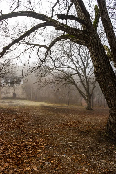 Forêt automnale brumeuse — Photo