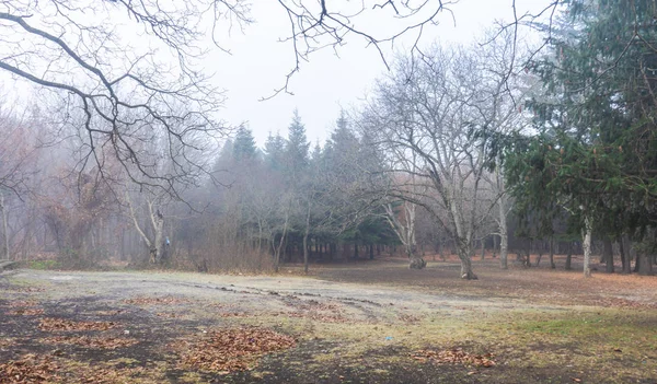 Nebliger herbstlicher Wald — Stockfoto