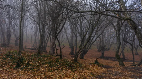 Mistige herfst bos — Stockfoto