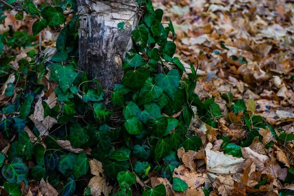 Fundo natural outonal — Fotografia de Stock