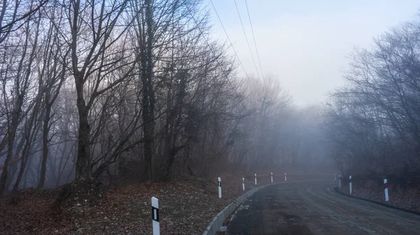 Brouillard dans la forêt — Photo