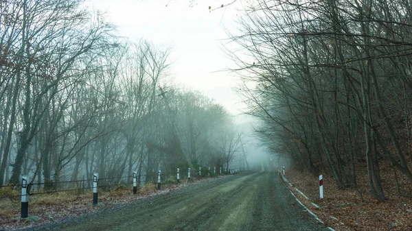 Nebel im Wald — Stockfoto