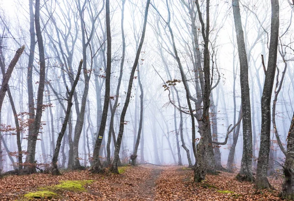 Forêt automnale brumeuse — Photo