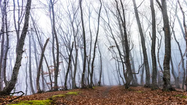 Forêt automnale brumeuse — Photo