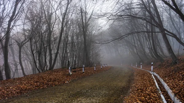 Ομίχλη στο δάσος — Φωτογραφία Αρχείου