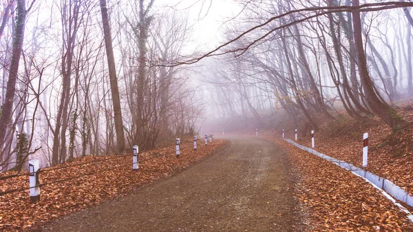 Brouillard dans la forêt — Photo