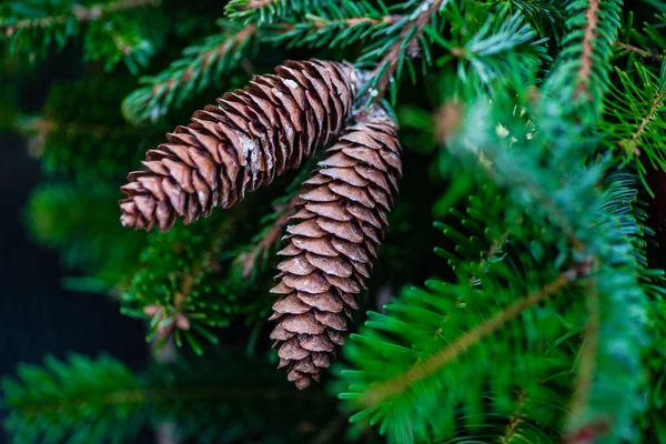 Christmas festive composition — Stock Photo, Image