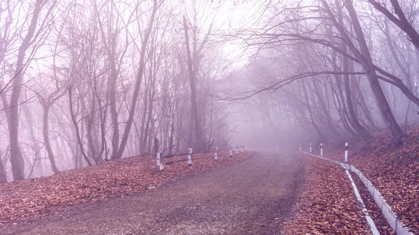 Brouillard dans la forêt — Photo